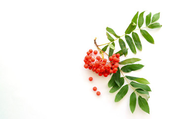 berries and green leaves of rowan on a white background