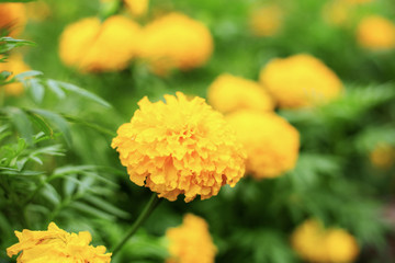 Marigold flower with beautiful.