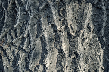 Willow tree bark texture background.