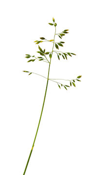 Poa Pratensis