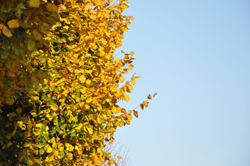  autumn yellow leaves on trees against a blue sky. Background