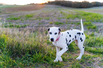 Black and white puppy dog, playing in the field, of the dalmatian breed.