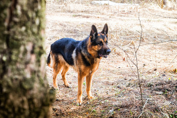Dog German Shepherd in the forest in an early spring