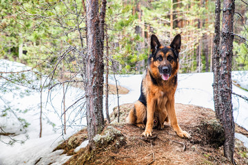Dog German Shepherd in the forest in an early spring