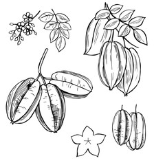 Hand drawn Carambola or star apple fruit . Vector sketch  illustration.