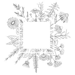 Hand drawn medicinal herbs.Vector frame
