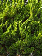 Naklejka premium 西日の当たるコニファー