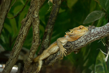 lagarto espinoso descansando