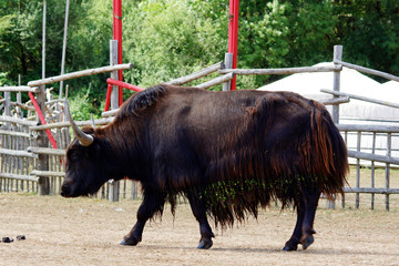 Yack sortant de l'eau