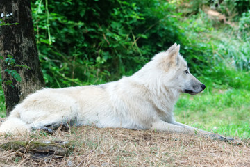 loup arctique au repos