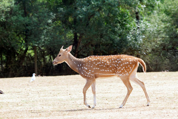 Biche axis