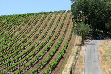 Naklejka premium road and rows of vines in hillside vineyard