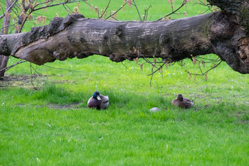Wild duck in park