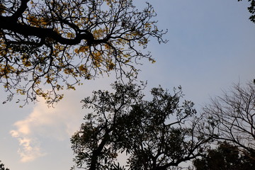 tree in the sky
