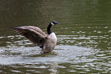 Canadian goose in water
