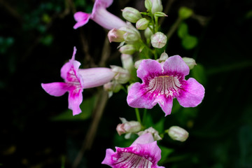 Close up beautiful small pink and white flowers blooming in the garden on dark background with sunlight