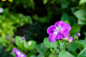 Close up beautiful small pink and white flowers blooming in the garden on green leaf background with sunlight