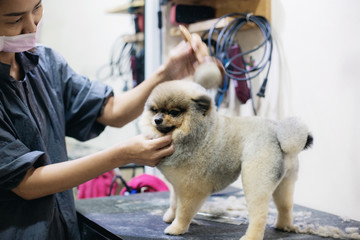 Woman cleaning hair a dog.