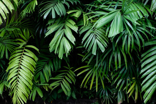 Fototapeta Tropical jungle nature green palm leaves on dark background in a garden