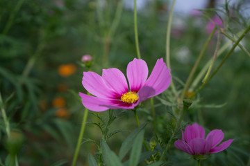 Fototapeta premium pink flower