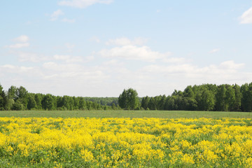 Obraz premium Field of rapeseed in Kostroma region, Russia