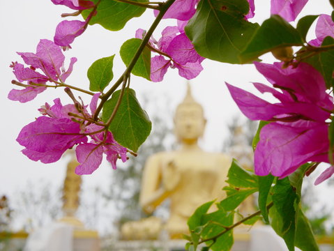 Selective focus of pink Bougainvillea flowers with blurry big golden Buddha statue in the background