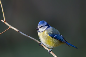 Blue tit (Cyanistes caeruleus) in the nature reserve Moenchbruch near Frankfurt, Germany.