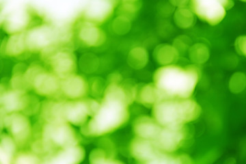 Fototapeta premium Soft green natural bokeh background.