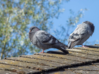 Pigeons Biset au sommet d'un toit (Colomba livia)