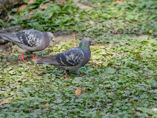 Couple de pigeons biset picorant dans l'herbe (Colomba livia)