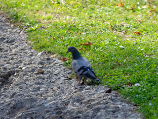 Pigeon biset picorant dans l'herbe (Colomba livia)
