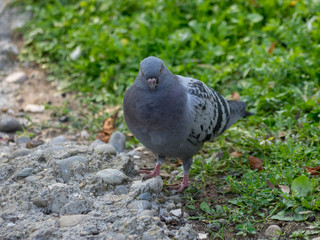 Pigeon biset picorant dans l'herbe (Colomba livia)