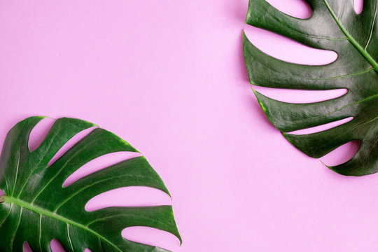 Fototapeta Flat lay top view Two green monstera leaves on bright pink background. Tropical mock up. space for text or lettering