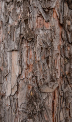 Tree bark as background texture for designers
