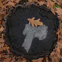 Oak leaf lies on the stump