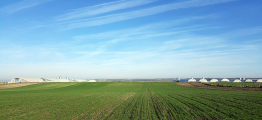 Naklejka premium green wheat field farm rural landscape
