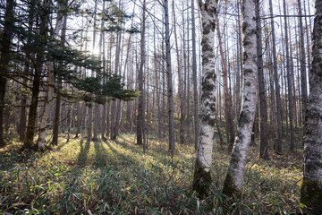 カラマツ林の朝