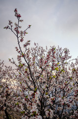 Apricot tree