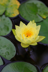 A yellow water lily - 238138487