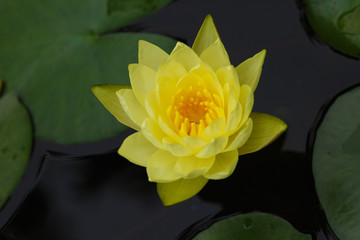 A yellow water lily - 238138821