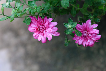 Two blooming purple chrysanthemums - 238138883