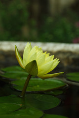 A yellow water lily - 238139006