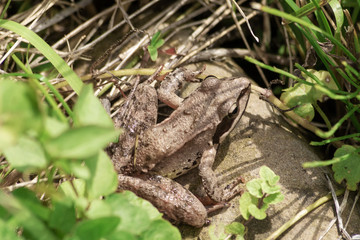Naklejka premium Basin forest like and its inhabit nature summer.