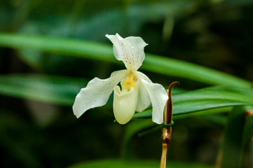 Orchidee
