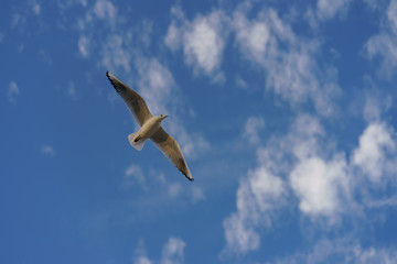 Flying in the sky seagull
