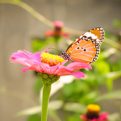 Zinnia or Youth and Old Age (Zinnia elegans) Beautiful flowers are blooming with bright fuchsia pink and butterflies are sucking sweet.