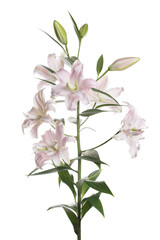 A branch of gently pink flowers of a terry lily isolated on a white background.