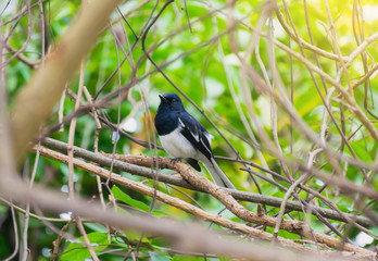 The bird is on a branch of a nature