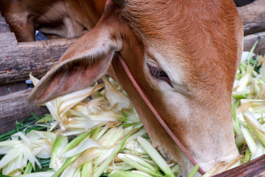 Close Up Cow Brown Is Eating The Corn Bark In The Farm.