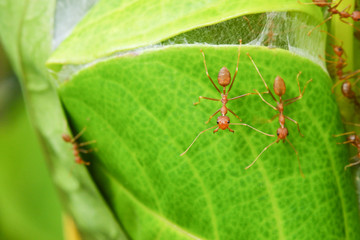 Red weaver ants teamwork. Concept A little power from the team power. With great work.